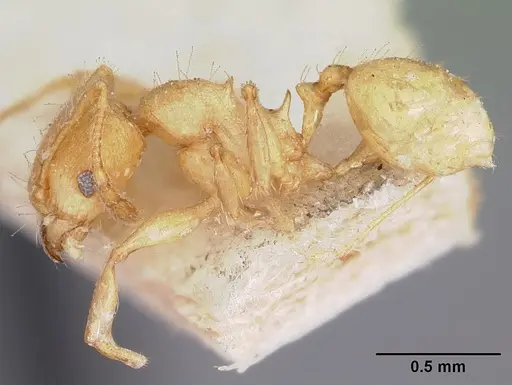 Pheidole annemariae specimen CASENT0104597 image casent0104597_3