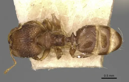 Pheidole annemariae specimen CASENT0923206 image casent0923206_1