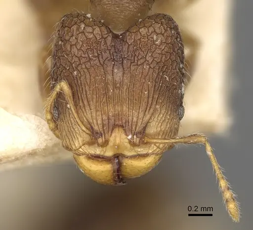 Pheidole annemariae specimen CASENT0923206 image casent0923206_2
