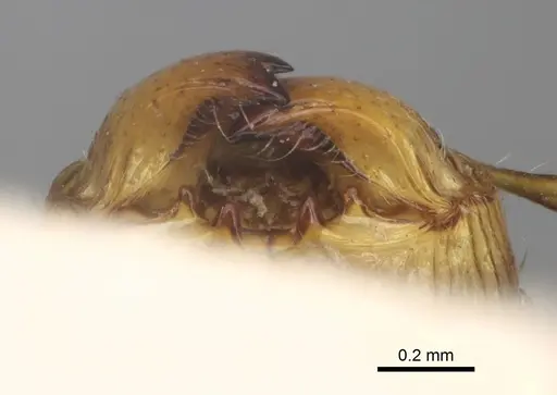 Pheidole annemariae specimen CASENT0923206 image casent0923206_3