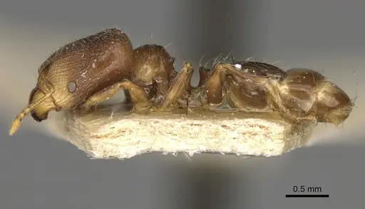 Pheidole annemariae specimen CASENT0923206 image casent0923206_4