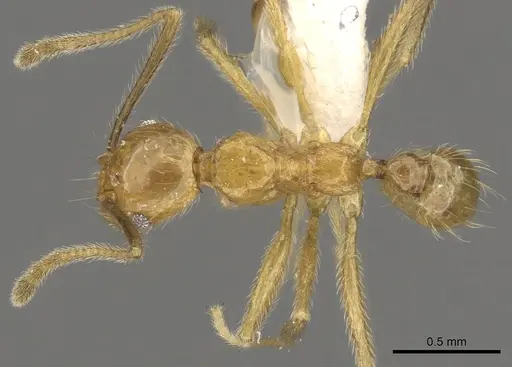 Pheidole annexa specimen CASENT0901626 image casent0901626_1