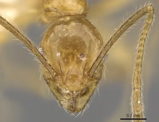 Pheidole annexa specimen CASENT0901626 image casent0901626_2