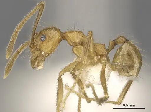 Pheidole annexa specimen CASENT0901626 image casent0901626_3