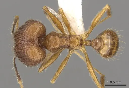 Pheidole annexa specimen CASENT0901627 image casent0901627_1
