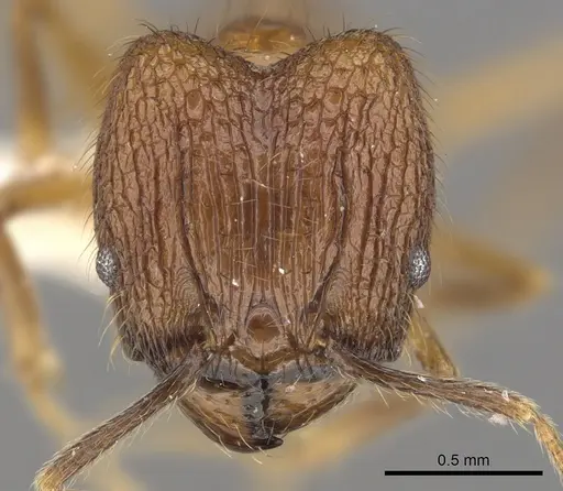 Pheidole annexa specimen CASENT0901627 image casent0901627_2