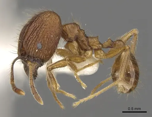 Pheidole annexa specimen CASENT0901627 image casent0901627_3