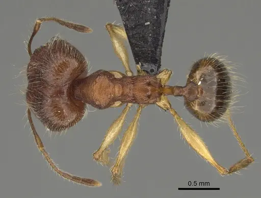 Pheidole anomala specimen CASENT0134498 image casent0134498_1