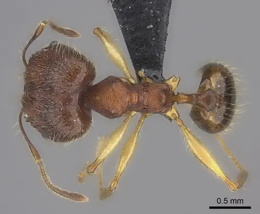 Pheidole anomala specimen CASENT0134498 image casent0134498_2