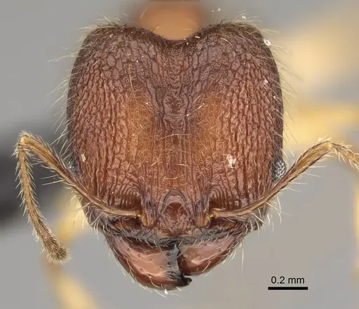 Pheidole anomala specimen CASENT0134498 image casent0134498_3