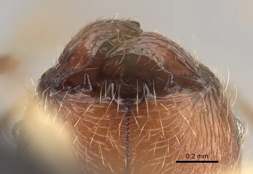 Pheidole anomala specimen CASENT0134498 image casent0134498_4