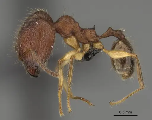 Pheidole anomala specimen CASENT0134498 image casent0134498_5
