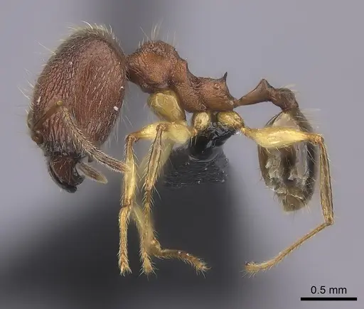 Pheidole anomala specimen CASENT0134498 image casent0134498_6