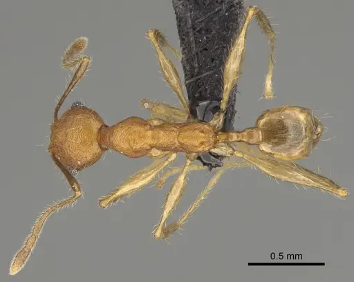 Pheidole anomala specimen CASENT0235124 image casent0235124_1