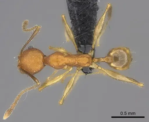 Pheidole anomala specimen CASENT0235124 image casent0235124_2