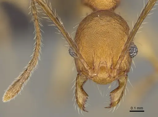 Pheidole anomala specimen CASENT0235124 image casent0235124_3