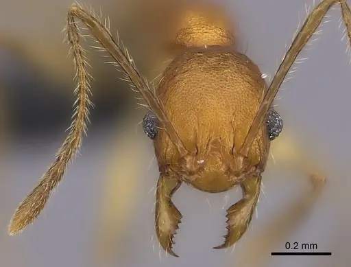 Pheidole anomala specimen CASENT0235124 image casent0235124_4