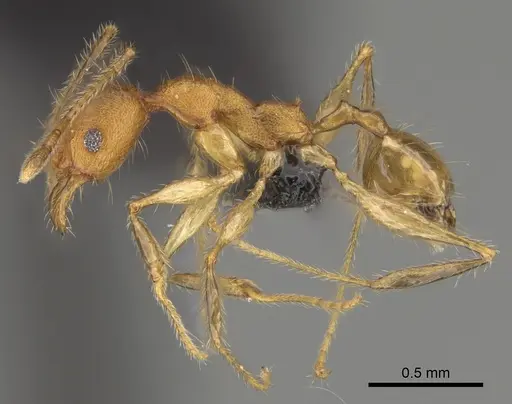 Pheidole anomala specimen CASENT0235124 image casent0235124_5