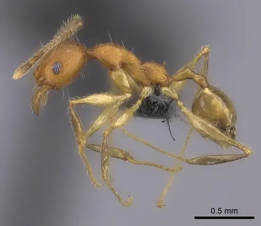 Pheidole anomala specimen CASENT0235124 image casent0235124_6