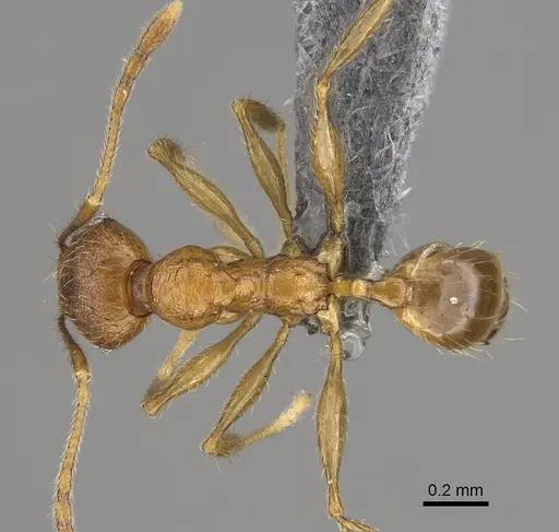 Pheidole anosyenne specimen CASENT0704255 image casent0704255_1