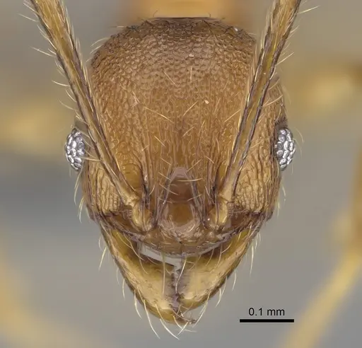 Pheidole anosyenne specimen CASENT0704255 image casent0704255_2