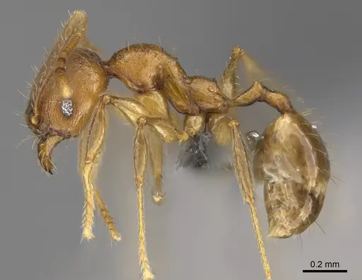 Pheidole anosyenne specimen CASENT0704255 image casent0704255_3
