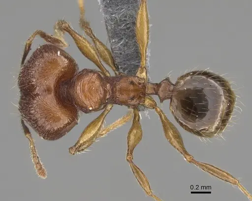 Pheidole anosyenne specimen CASENT0923297 image casent0923297_1