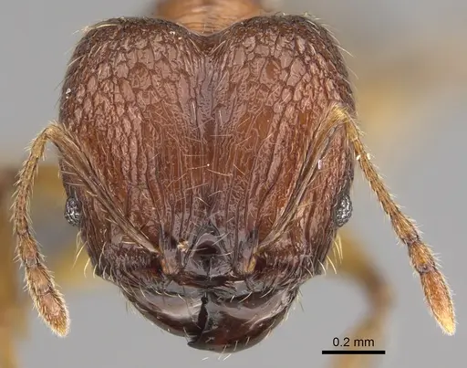 Pheidole anosyenne specimen CASENT0923297 image casent0923297_2