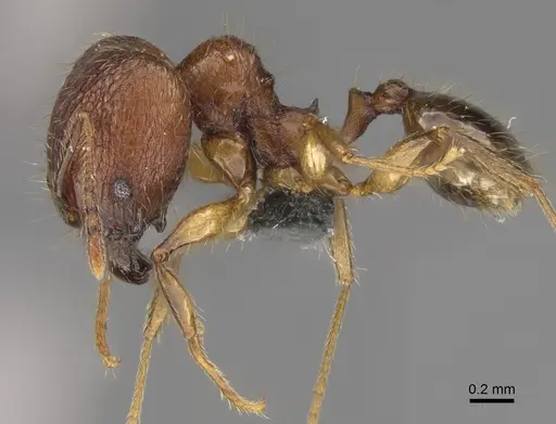 Pheidole anosyenne specimen CASENT0923297 image casent0923297_4