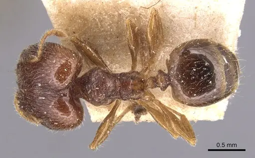 Pheidole anthracina specimen CASENT0904299 image casent0904299_1