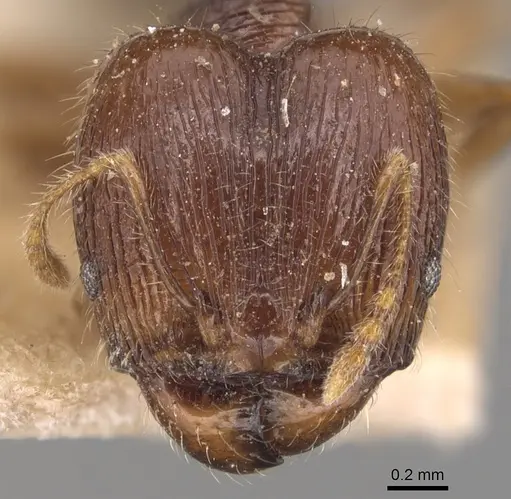 Pheidole anthracina specimen CASENT0904299 image casent0904299_2