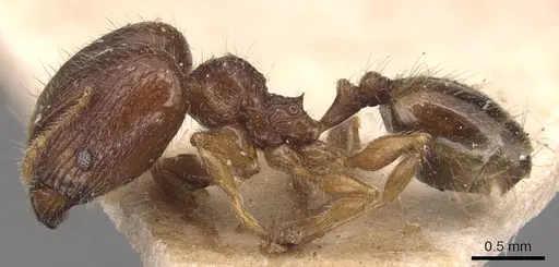 Pheidole anthracina specimen CASENT0904299 image casent0904299_3