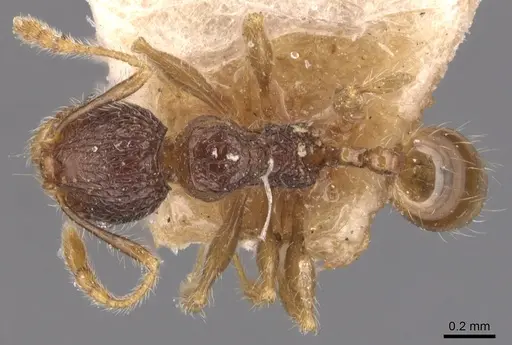 Pheidole anthracina specimen CASENT0904300 image casent0904300_1