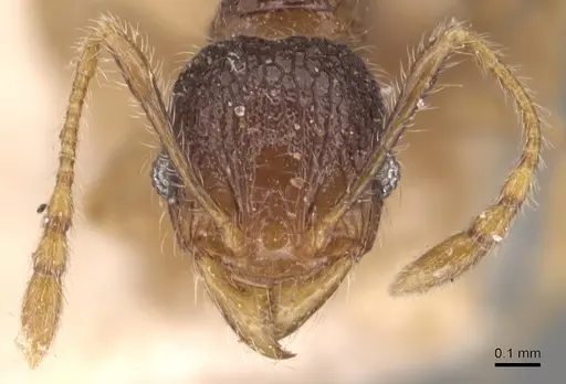 Pheidole anthracina specimen CASENT0904300 image casent0904300_2