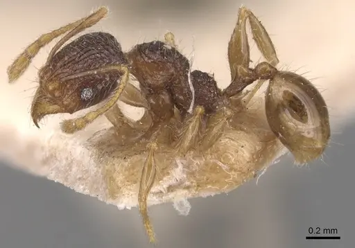 Pheidole anthracina specimen CASENT0904300 image casent0904300_3