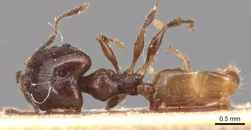 Pheidole anthracina specimen CASENT0904301 image casent0904301_1