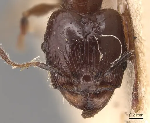 Pheidole anthracina specimen CASENT0904301 image casent0904301_2