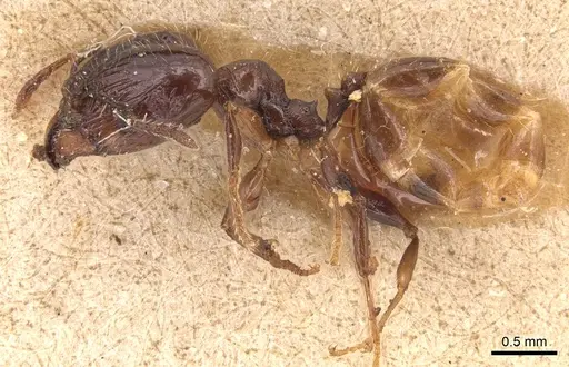 Pheidole anthracina specimen CASENT0904301 image casent0904301_3