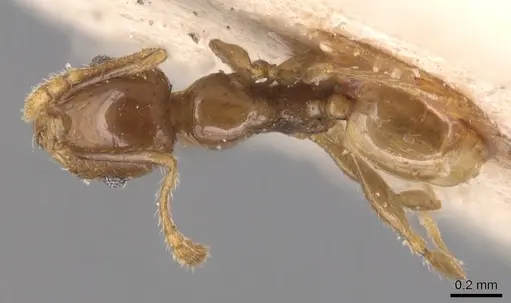 Pheidole anthracina specimen CASENT0904302 image casent0904302_1