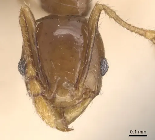 Pheidole anthracina specimen CASENT0904302 image casent0904302_2