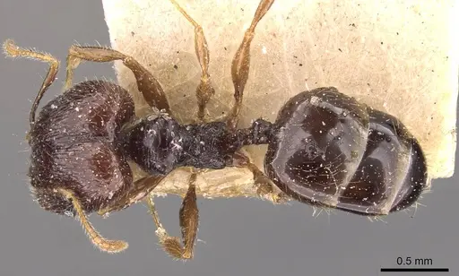 Pheidole anthracina specimen CASENT0908019 image casent0908019_1