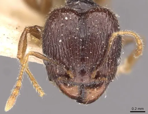 Pheidole anthracina specimen CASENT0908019 image casent0908019_2