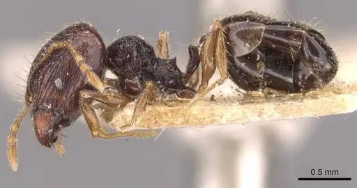 Pheidole anthracina specimen CASENT0908019 image casent0908019_3