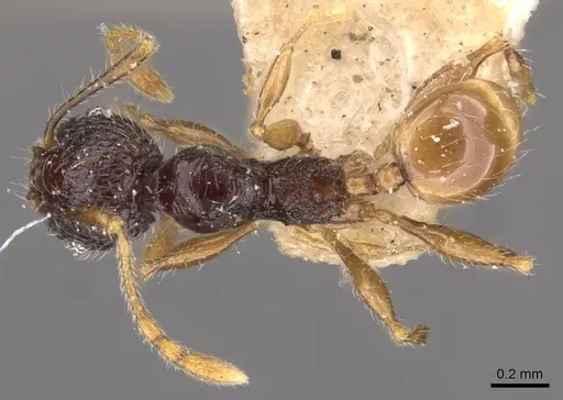 Pheidole anthracina specimen CASENT0908020 image casent0908020_1