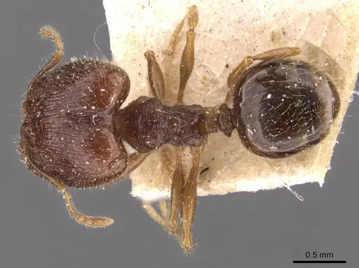 Pheidole anthracina specimen CASENT0908021 image casent0908021_1