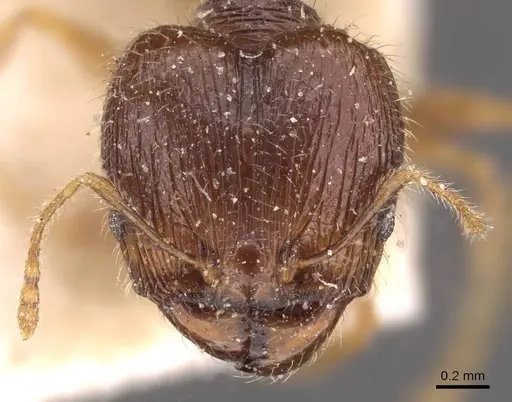Pheidole anthracina specimen CASENT0908021 image casent0908021_2
