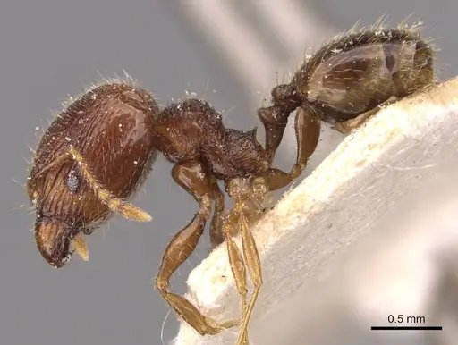 Pheidole anthracina specimen CASENT0908021 image casent0908021_3