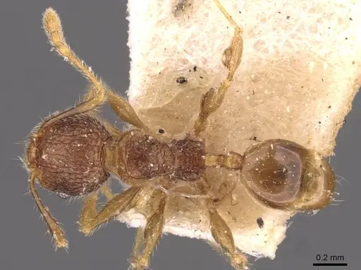 Pheidole anthracina specimen CASENT0908022 image casent0908022_1