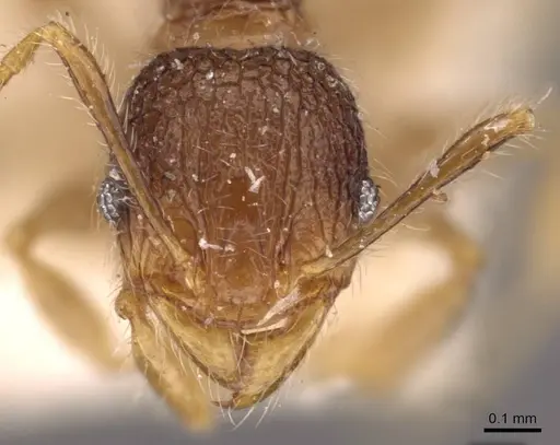 Pheidole anthracina specimen CASENT0908022 image casent0908022_2