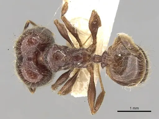 Pheidole antillana specimen CASENT0281754 image casent0281754_1